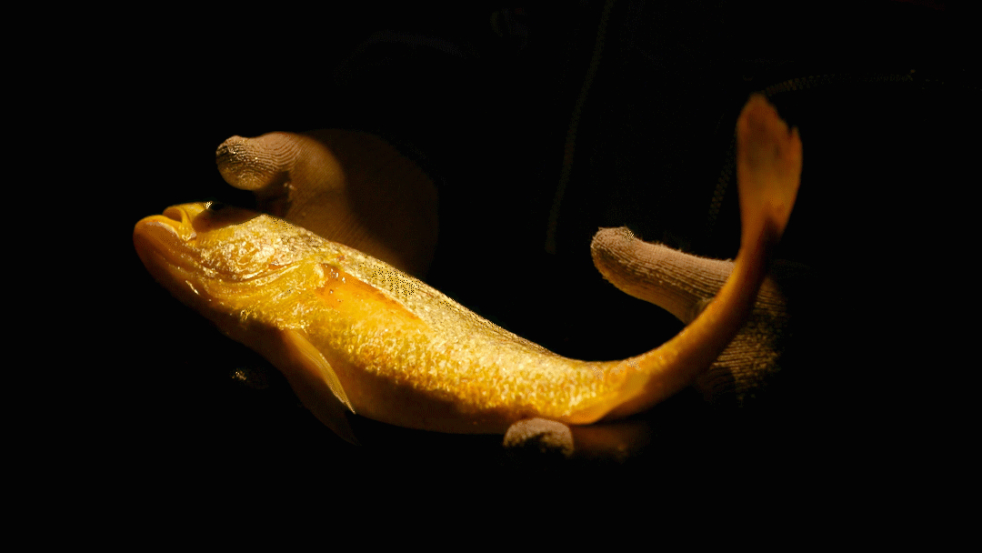 media/autoload/2206/192655.jpg 大黃魚出水動圖.jpg